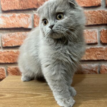 Filhote exemplar da raça Scottish Fold na pelagem longa